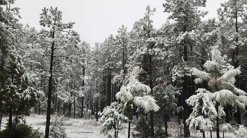 Nevada Guadalupe y Calvo